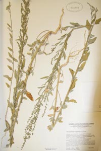 Herbarium Sheet of RSA 578899